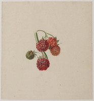 Z 081a
<br/>
Vijf frambozen
<br/>
<em>Brandt, Albertus Jonas (1788-1821)</em>